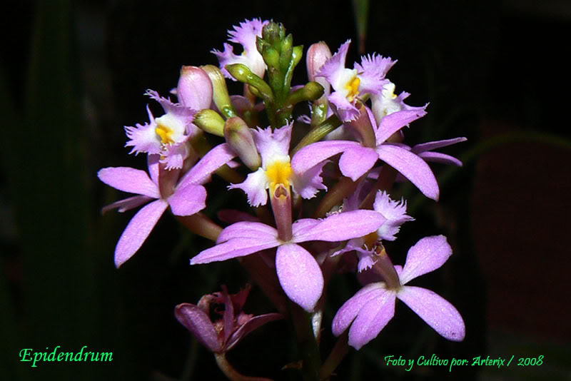Epidendrum_sp_01-1.jpg
