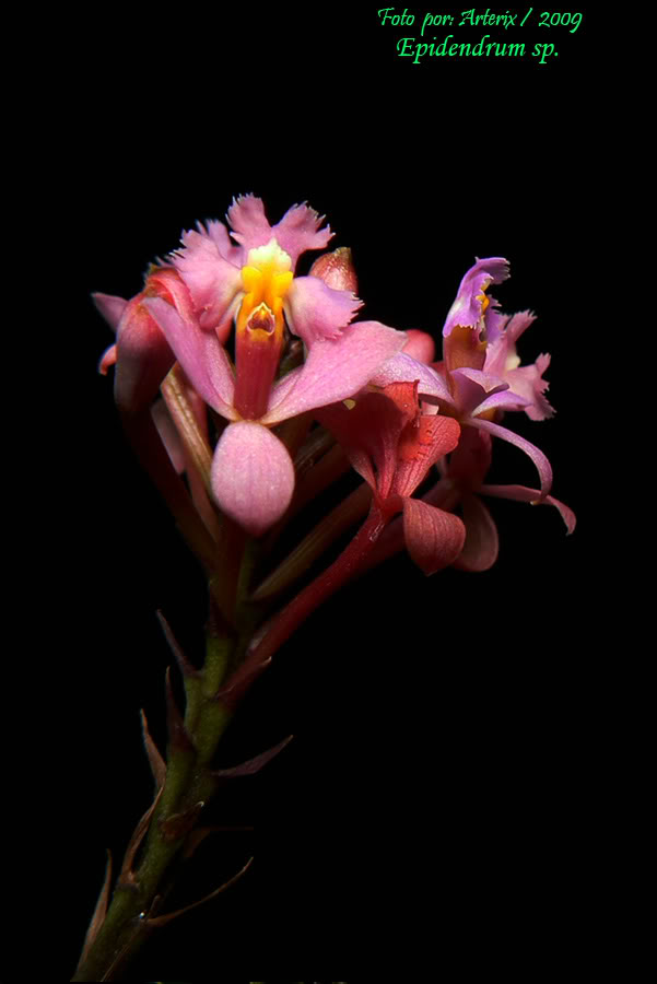 Epidendrum_sp_01.jpg