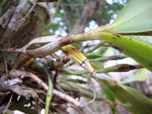 Epidendrum_stamfordianum.JPG