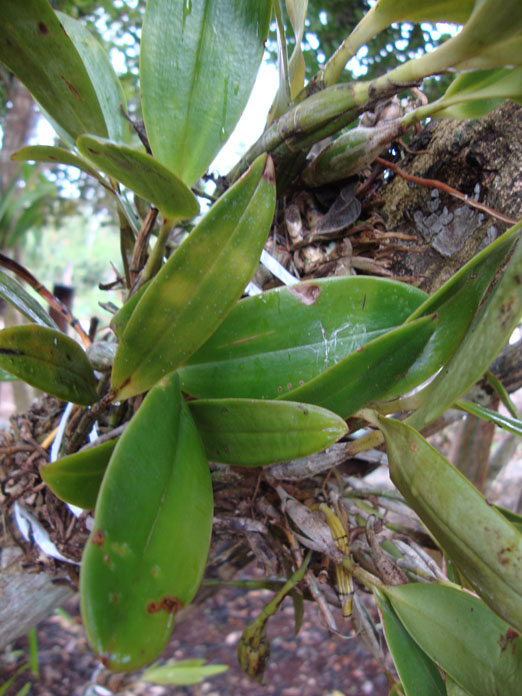 Epidendrum_stamfordianum2.JPG