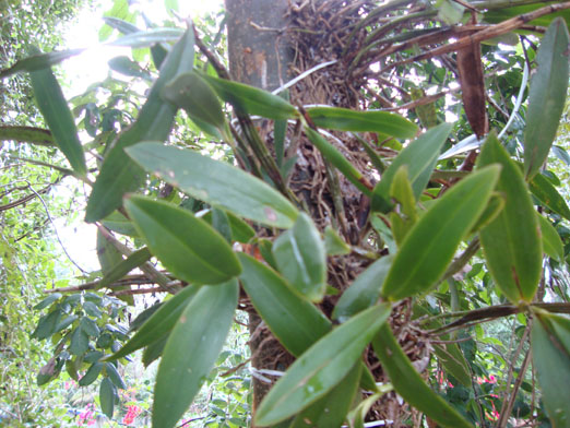 Epidendrum_stamfordianum5.JPG