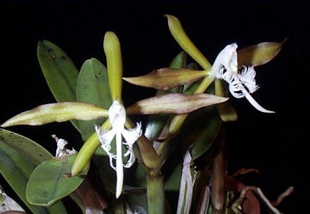 epidendrumc.jpg