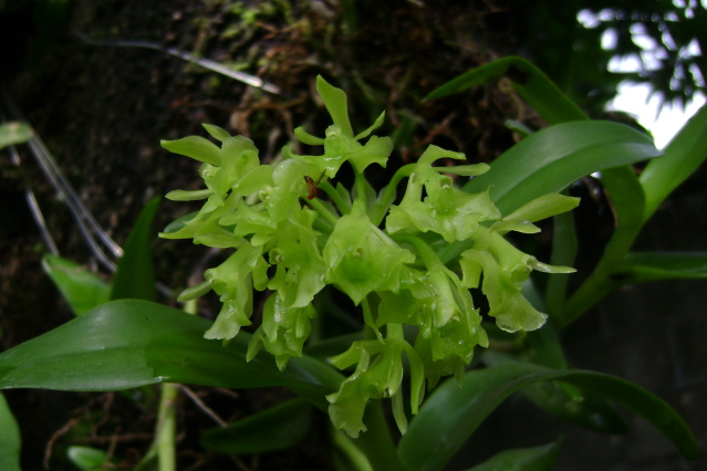 EpidendrumDifforme11.jpg