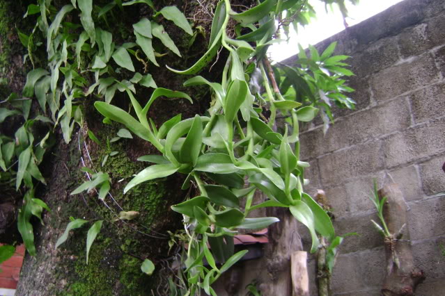 EpidendrumDifforme14.jpg