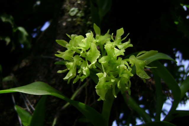 EpidendrumDifforme4.jpg