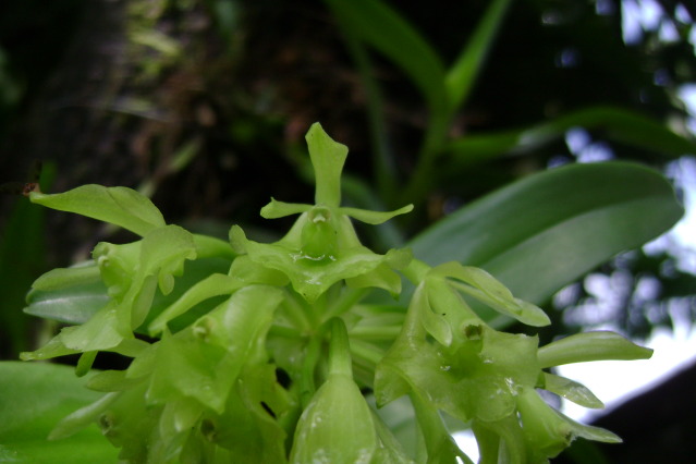 EpidendrumDifforme6.jpg