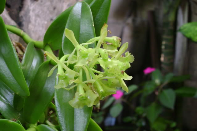 EpidendrumDifforme8.jpg