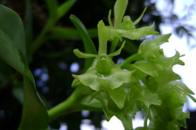 EpidendrumDifforme8.jpg