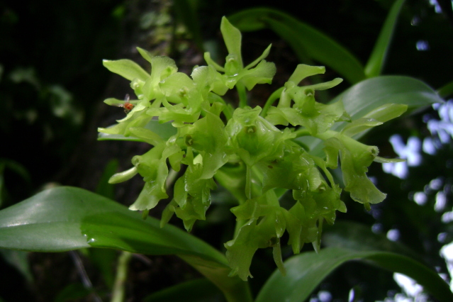EpidendrumDifforme9.jpg