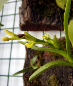 EpidendrumRigidum31MV.jpg