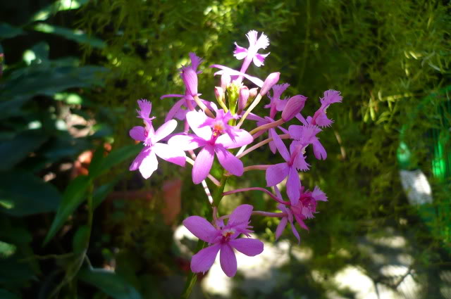 Epidendrumsecundum10.jpg