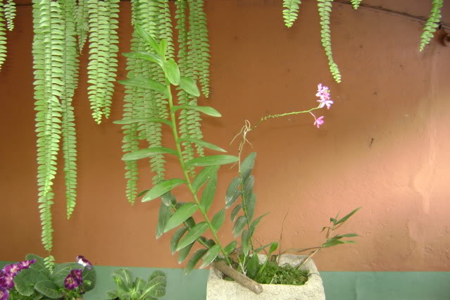 Epidendrumsecundum11.jpg