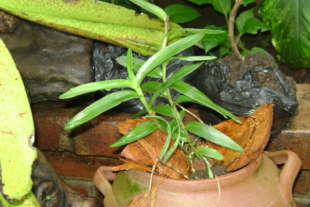 Epidendrumsecundum2.jpg