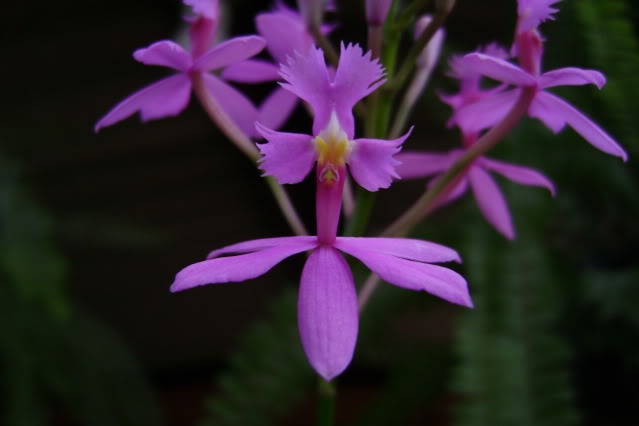 Epidendrumsecundum4.jpg