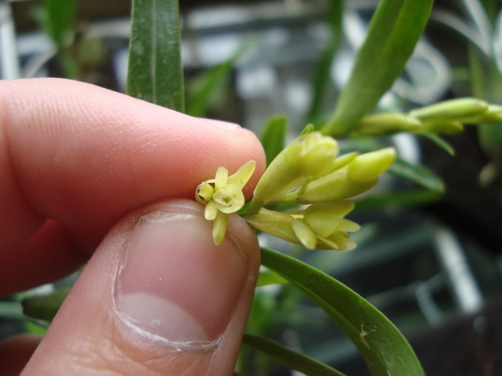 epidendrumsp.jpg