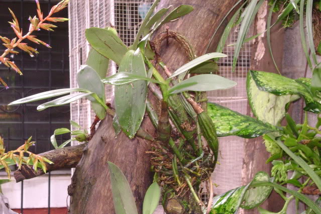 Epidendrumstamfordianum5-1.jpg