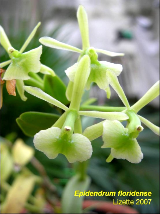 epifloridense.jpg