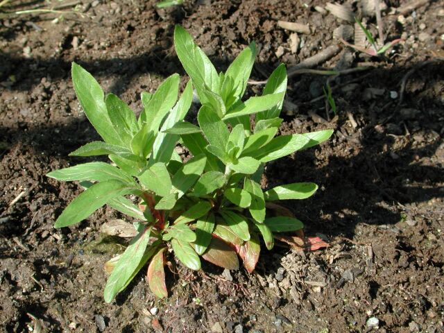 epilobium.jpg