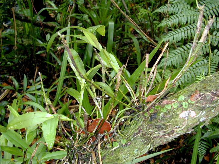 epinocturnum.jpg