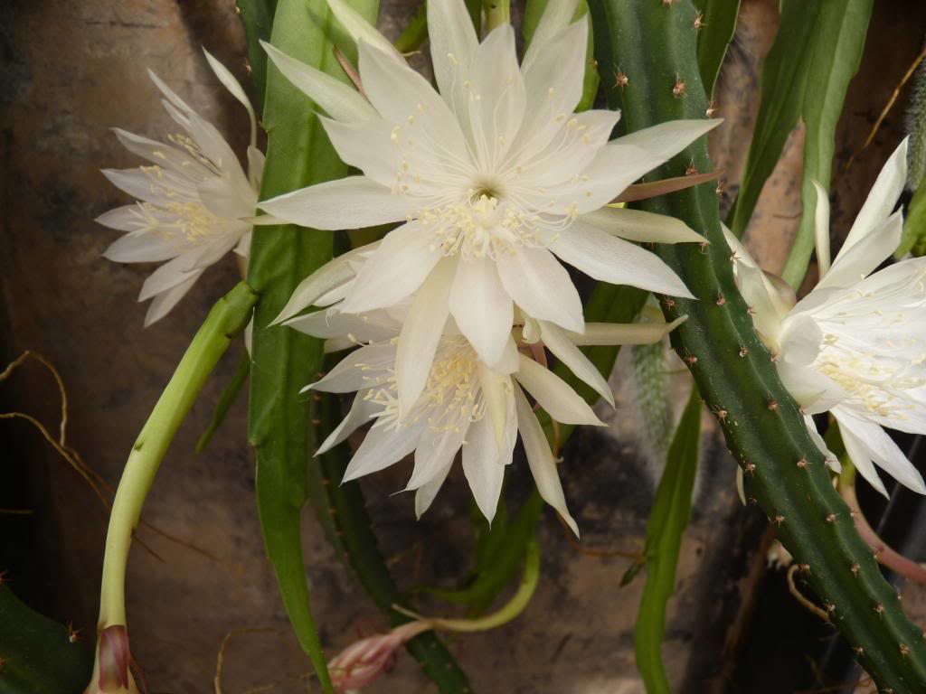 Epiphillum07_zps0503d623.jpg
