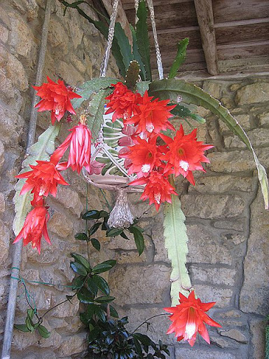 Epiphilum%20ackermanii%20%282%29.JPG