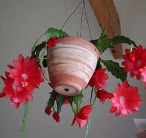 epiphyllum-2%5B1%5D.jpg