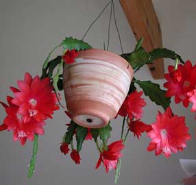epiphyllum-2.jpg