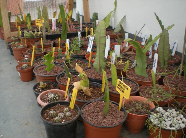 epiphyllum%2520y%2520otros%25202.jpg