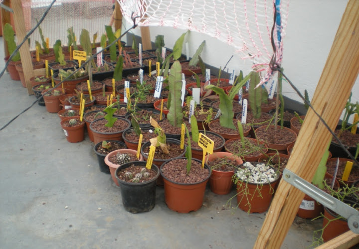 epiphyllum%2520y%2520otros.jpg