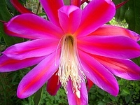 Epiphyllum-Hybride_Freibeuter_009_200x150.JPG