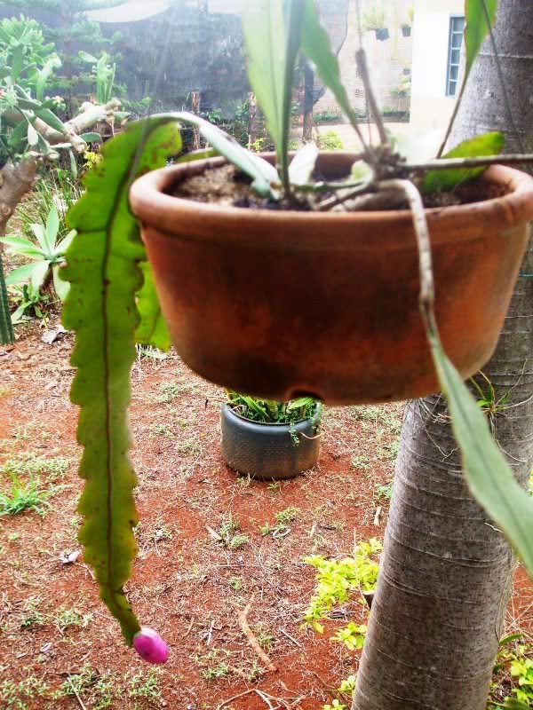 epiphyllum.jpg