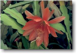 Epiphyllum.jpg