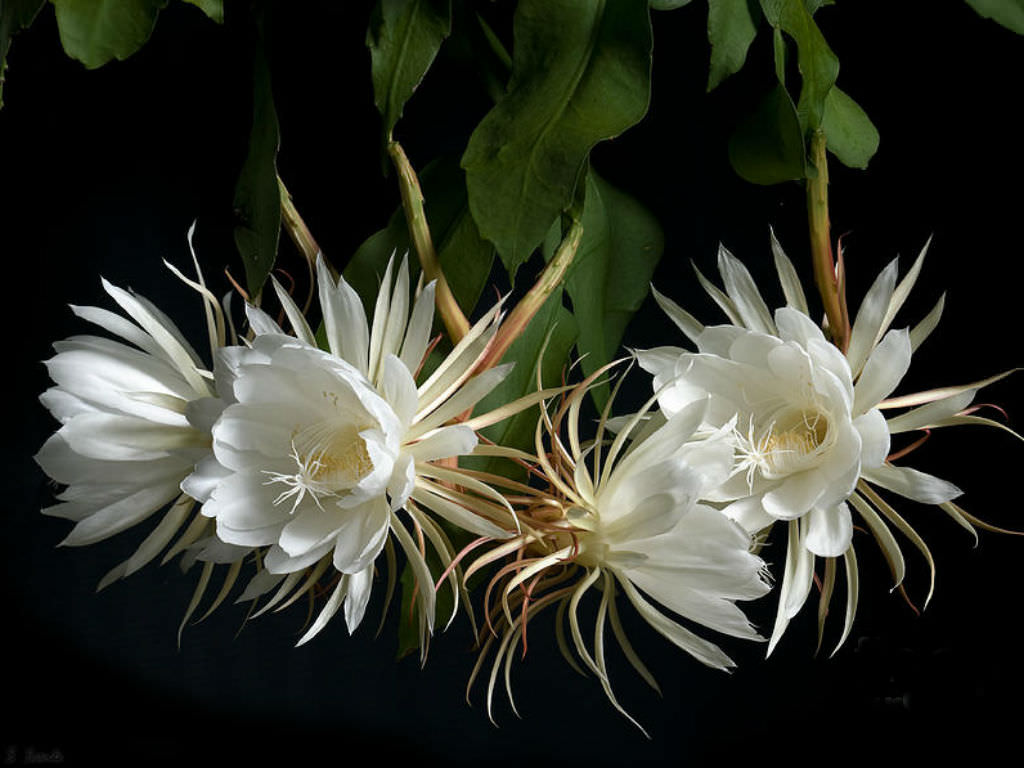 Epiphyllum-oxypetalum-Dutchmans-Pipe-Cactus3.jpg