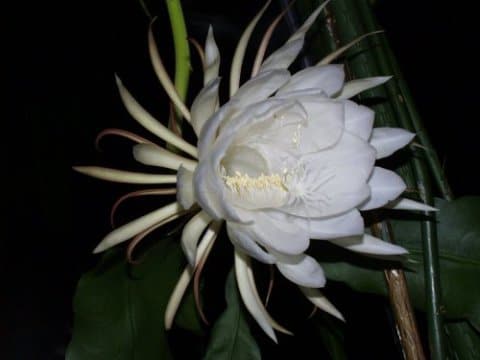 Epiphyllum-oxypetalum-Flor-kadupul-14.jpg