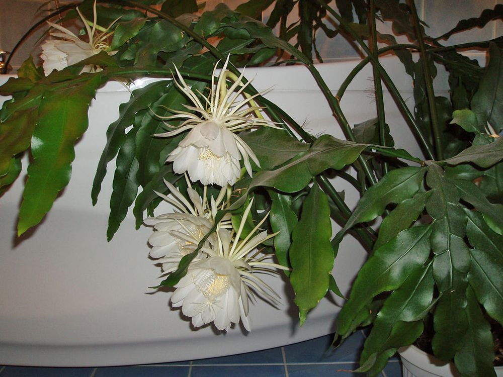 Epiphyllum-oxypetalum.jpg