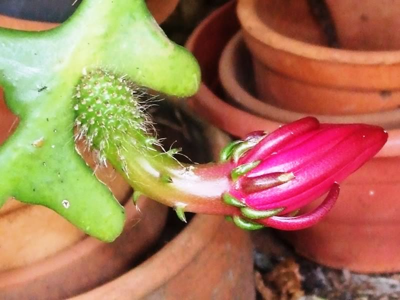 epiphyllum2.jpg