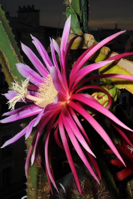 epiphyllum_connie_mayer1_p555_1v_p26.jpg