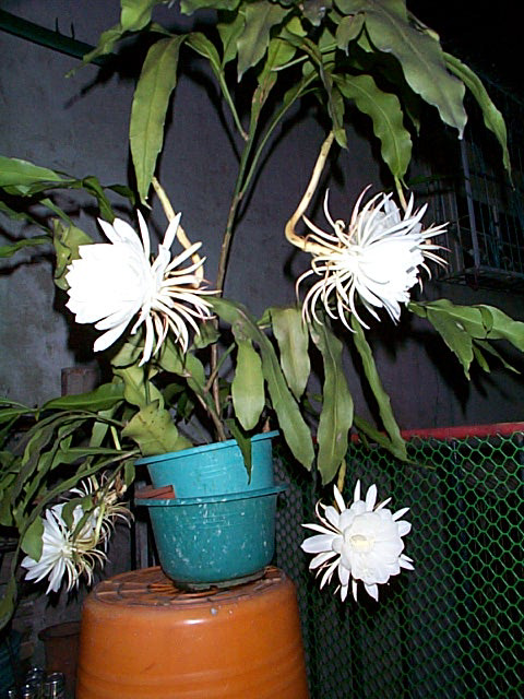 epiphyllum_oxypetallum_02.jpg