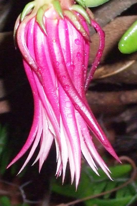 epiphyllumhoo.jpg