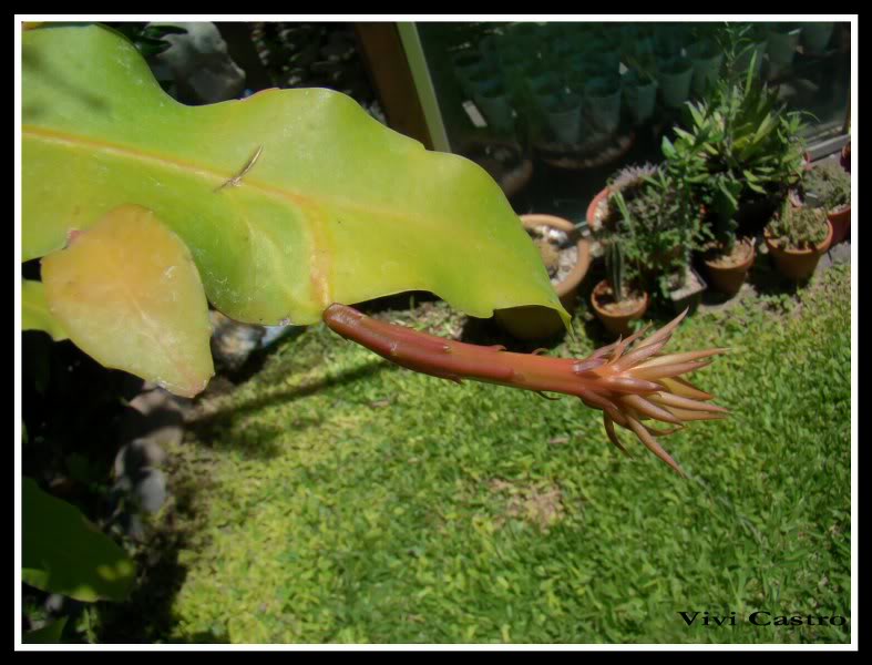 Epiphyllumoxypetalum-1.jpg