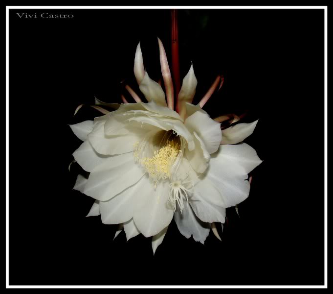 Epiphyllumoxypetalum14.jpg