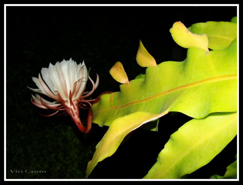 Epiphyllumoxypetalum18.jpg
