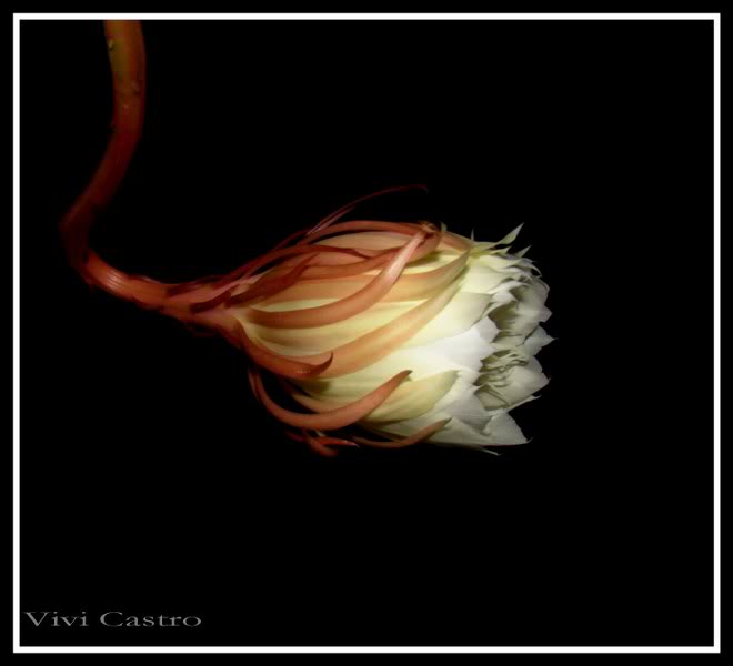 Epiphyllumoxypetalum4.jpg