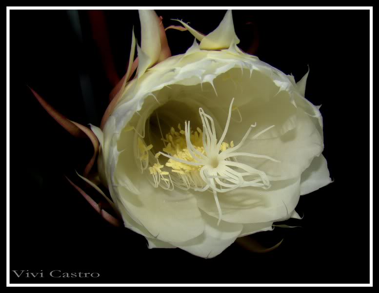 Epiphyllumoxypetalum5.jpg