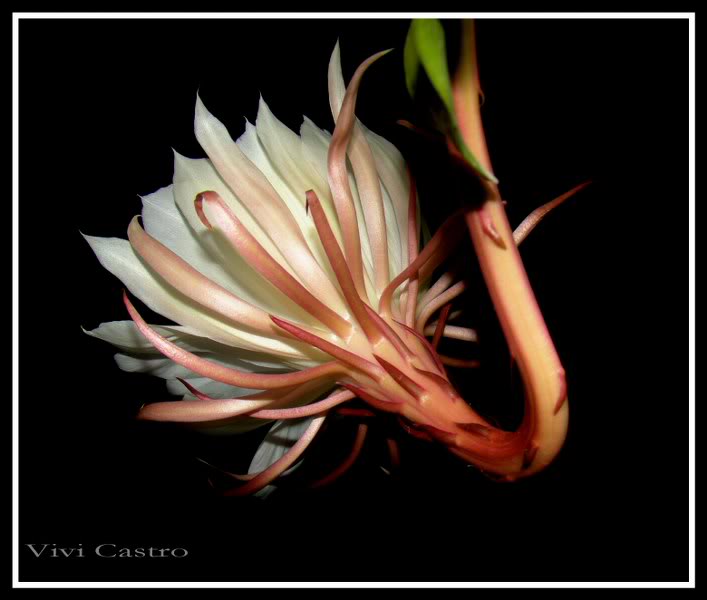 Epiphyllumoxypetalum8.jpg