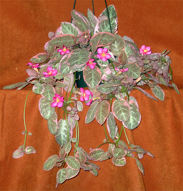 Episcia-%27PinkSmoke%27.jpg