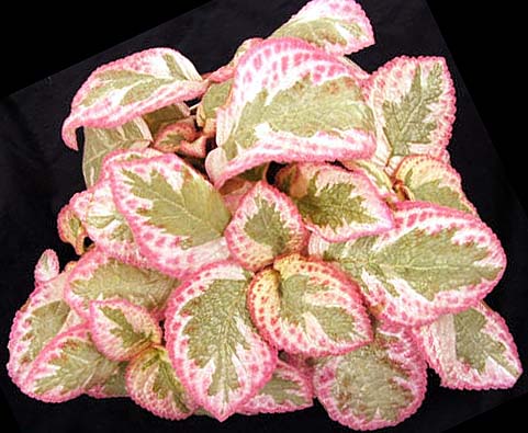 Episcia-Pink-Brocade.jpg