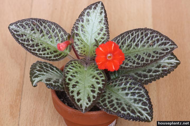 episcia-silver-frog.jpg