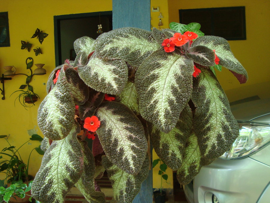 episcia_by_cerezoinwonderland-d47pnu2.jpg