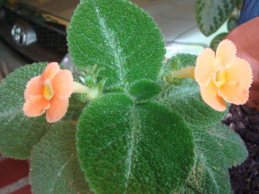 episcia_by_cerezoinwonderland-d48zkpv.jpg